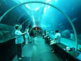 Oceanarium w Singapurze<br>Największe na świecie oceanarium, zlokalizowane na Wyspie Santosa w Singapurze.